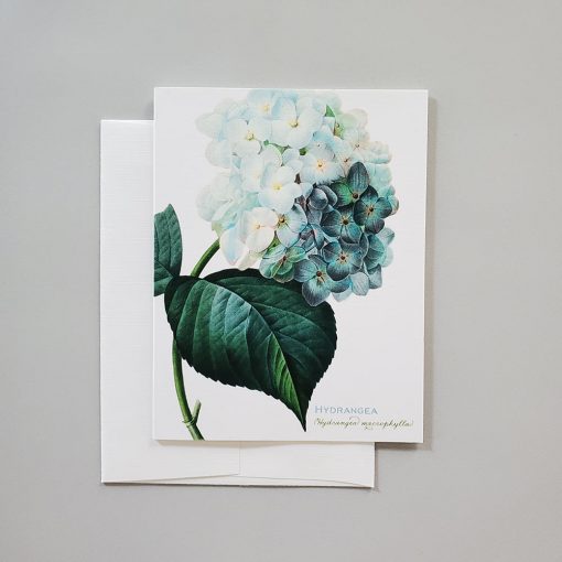 Botanical hydrangea note card from Carrie Whelan Designs