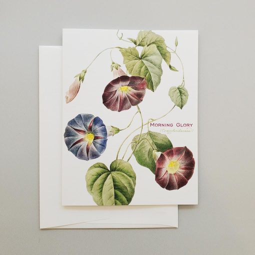 Morning glory note card from Carrie Whelan Designs
