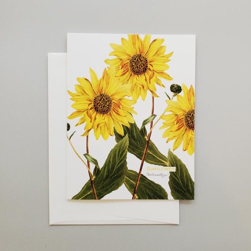 Sunflower note card from Carrie Whelan Designs
